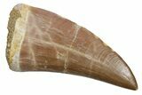 Fossil Mosasaur (Hainosaurus) Tooth - Morocco #353209-1